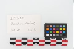 Foto von Bronzebreitrandschale (NHMW-PRAE-025600)